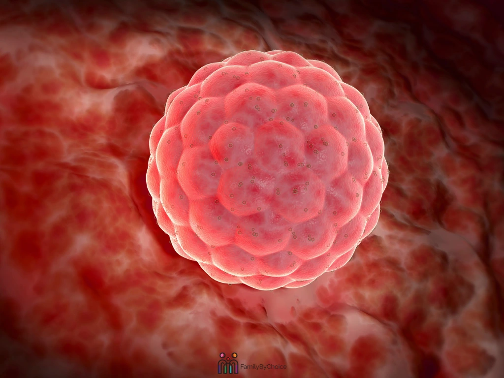 embryo selection with AI