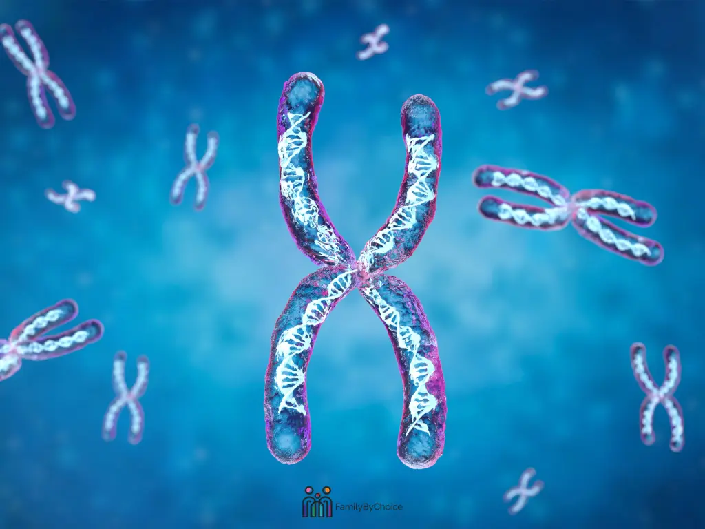 Human Chromosome