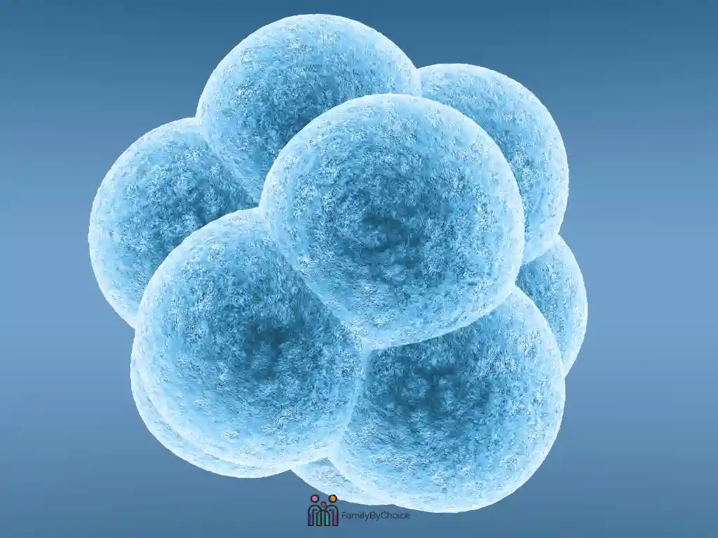 embryo transfer
