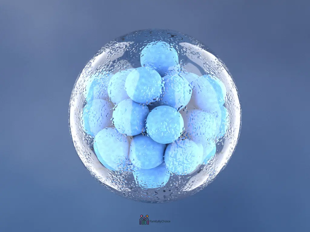 Embryo Transfer Costs in Europe