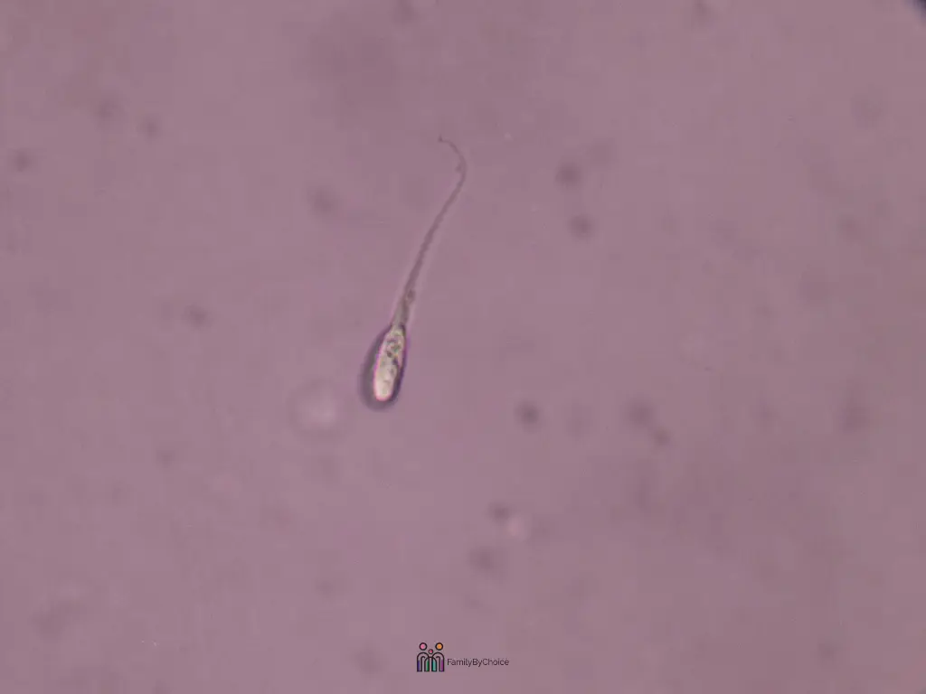 The sperm in a sample today began forming about three months ago
