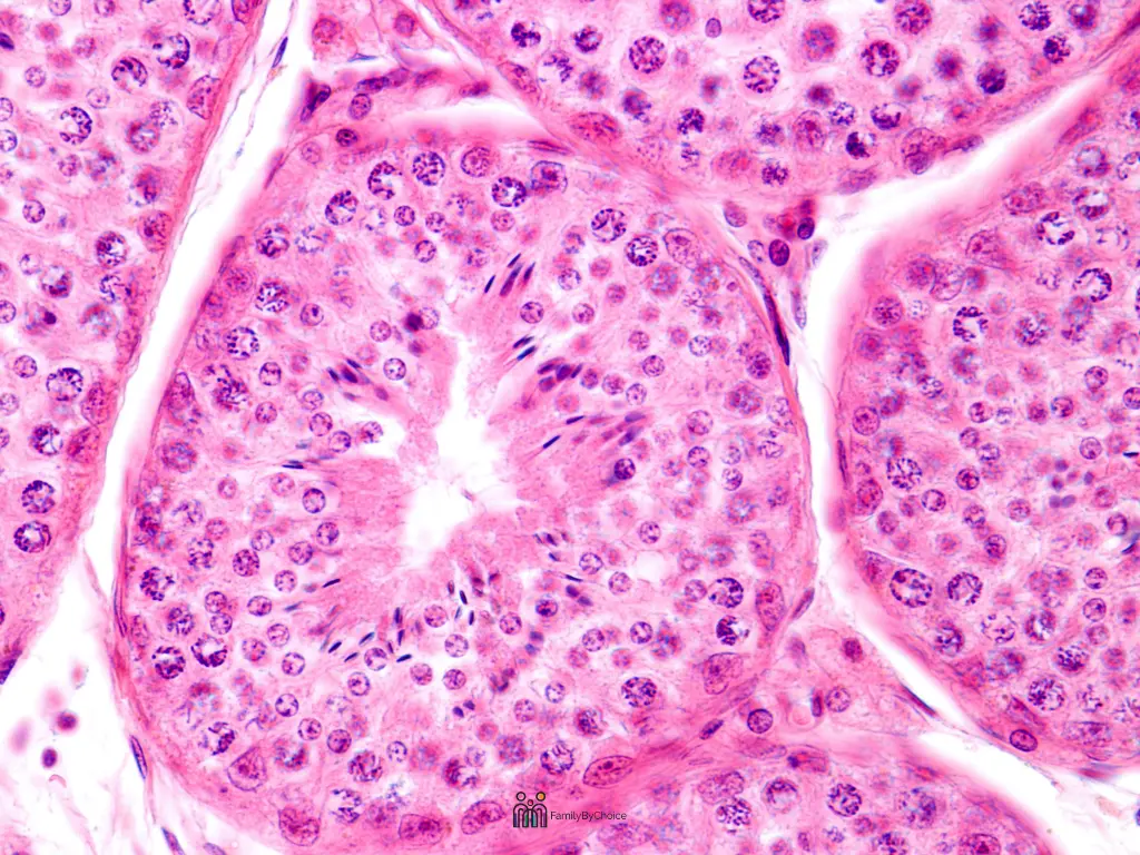 male testicle structure